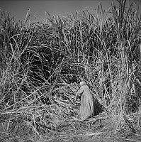 A child sitting alone among tall, dry plants in a field.